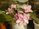 violeta roz deschis