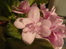 violeta roz deschis