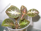 Episcia Jim s double star 3