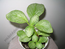 Episcia Thad\'s Yellow Bird 3