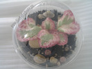 Episcia Pink Shimmer Valley 2