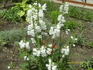 physostegia virginiana