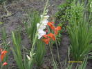 gladiole
