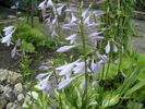 flori de hosta variegat