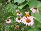 Echinacea