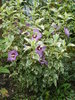 Hibiscus Syriacus Variegat