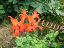 Gladiola