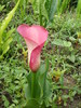 Calla Zantedeschia