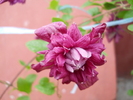 clematita viticella purpurea plena elegans