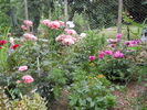 trandafiri
