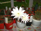 echinopsis  oxigona  inflorit