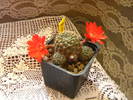 Picture 075rebutia