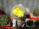 parodia scopa
