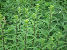 DSCI0653