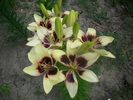 DSCI0807