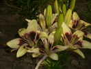 DSCI0876