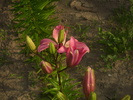 DSCI0877