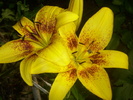 DSCI0879