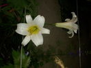 DSCI0921