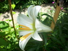 DSCI0927