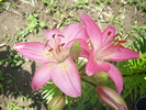 DSCI0929