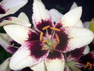 DSCI0969