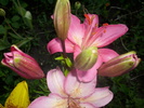 DSCI0977