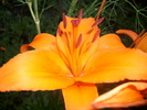 DSCI0979