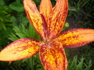 DSCI0980