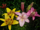DSCI0983