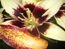 DSCI0986