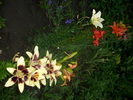 DSCI0989
