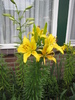 Crini galbeni 7 iul 2010 (1)
