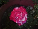 05062010397