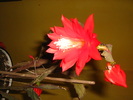 epiphyllum