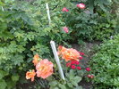 050720105026