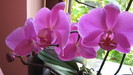 phalaenopsis