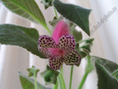 Kohleria black diamond 1