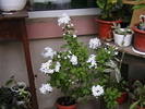 Picture 001
