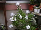 plumbago alb