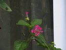 lantana ciclam