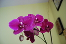 Phalenopsis