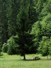 Valea Strambului