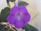 Achimenes magnificent 8