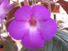 Achimenes Grandiflora 1
