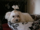 Bichon Maltese