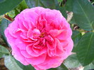 1GERTRUDE JEKYLL