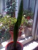 sabiutza