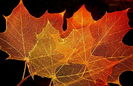 512px-Maple_leaf_structure[1]