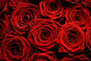 red-roses-photo[1]